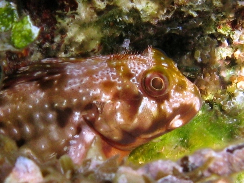 Scartella cristata